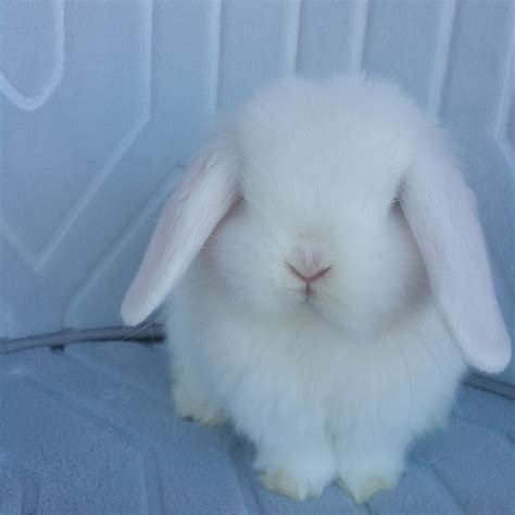 holland lop rabbits for sale los angeles ca 293697