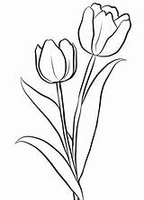Coloring Tulips Two Pages Tulip Categories sketch template