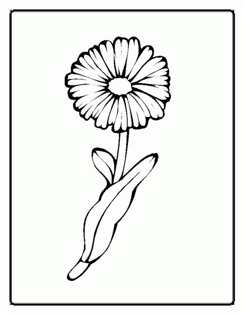 daisy flower coloring pages coloring home