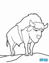 Coloring Pages Boys Hellokids Buffalo American sketch template