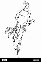 Coloring Pages Macaw Parrot Branch Bird Sits Alamy sketch template