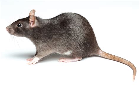 rid  rats rat killer products supplies