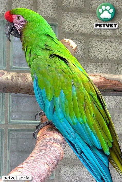 buy  macaw parrot green macaw parrot