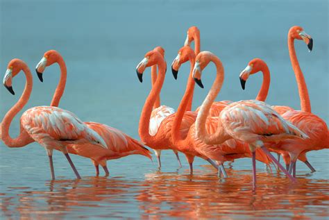greater flamingos  lawn ornaments    tallahasseecom