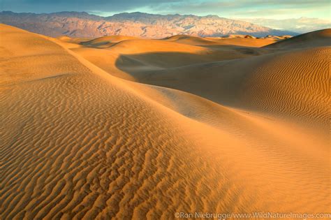 mojave desert    ron niebrugge