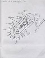 Prokaryotic Cell Structure Types sketch template