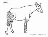 Okapi Printable Coloring Pages Firstpalette sketch template