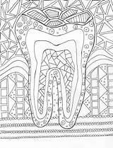 Coloring Zahn Hygienist Dentist Anatomy Dentistry Bind sketch template
