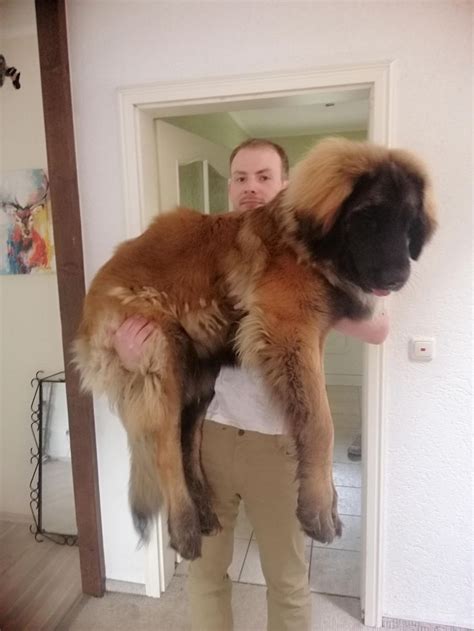 klaus  month  leonberger kg dog dogs pic pics picture pictures puppy puppies