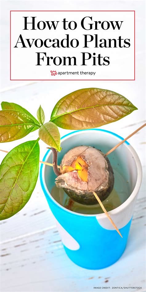 How To Grow Avocado Plants From Pits Apartment Therapy
