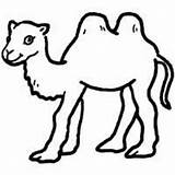 Coloring Camel Humped Two Pages Animals Desert Surfnetkids sketch template