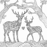 Adult Deer Coloring Pages Printable Adults Choose Board Animals sketch template
