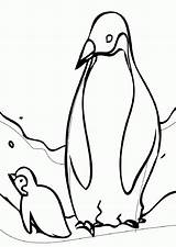 Penguin Adelie sketch template