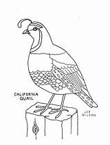 Quail Manna Quails Stained Sketch Designlooter School Coloringpagesfortoddlers sketch template