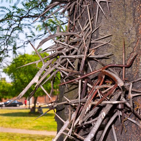 tree thorns brooklyn  flickr photo sharing