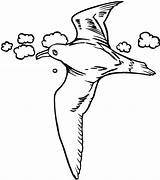 Seagull Seagulls sketch template
