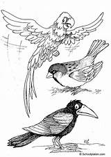 Disegno Uccelli Kleurplaat Ara Raaf Mus Corbeau Moineau Perroquet Kleurplaten Stampare Educolor Scarica sketch template