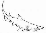 Mako Shark Swimmer Designlooter sketch template