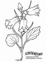 Bellflower Coloring Clipart Flowers Small Nature Bluebell Campanula Printable Color Drawing Drawings Clipground 83kb Big Plants Even Designlooter Kb Transparent sketch template