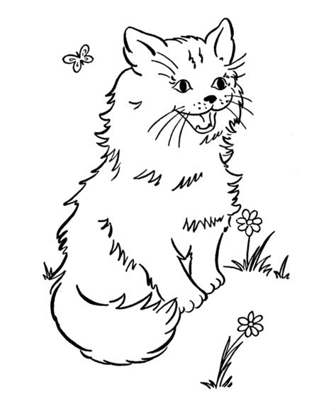 cat  butterfly colouring pages coloring home