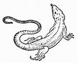 Lizards Lagartos Coloriage sketch template
