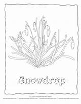 Coloring Spring Flower Flowers Snowdrop Kids Sheets Color Wildlife Wonderweirded Template Templates Library Clipart Popular Line sketch template