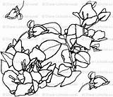 Bougainvillea Coloring Getdrawings Drawing 22kb 343px sketch template