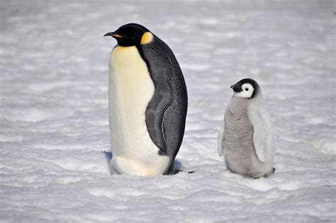 emperor penguin  laogephoto  deviantart