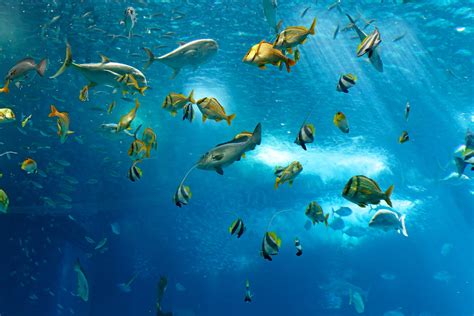 underwater fish fishes ocean sea tropical reef wallpapers hd