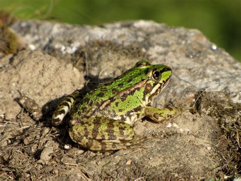 bosque mediterráneo fauna y vegetación 2023