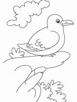 Gull Coloring Bird Smart Pages sketch template