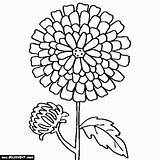 Coloring Chrysanthemum Pages Drawing Flower Marigold Carnation Henkes Kevin Print Easy Printable Drawings Getcolorings Popular Bouquet Color Clipartmag Chrysanthemums Getdrawings sketch template