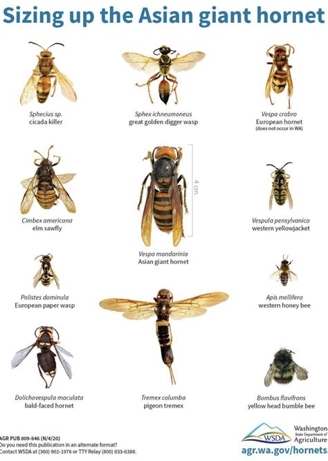 Murder Hornets Size Chart More Information At