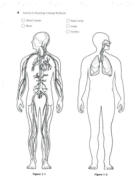 anatomy  physiology coloring pages  collection anatomy