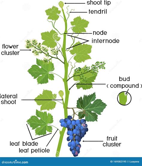 parts  plant morphology  grapevine  green leaves blue bunch  flowers structure