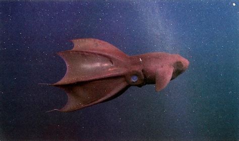 vampire squid wikiwand