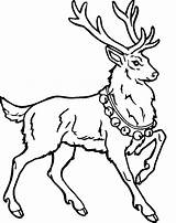Reindeer Coloring Pages Christmas Deer Kids Colouring Printable Baby Santa Clipart Print Cute Color Drawing Renne Book Cliparts Animals Animal sketch template