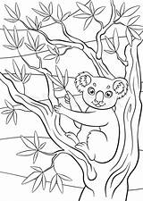 Eucalyptus sketch template