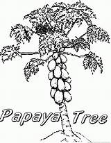Papaya Tree Coloring Drawing Sketch Pages Fruit Getdrawings Paintingvalley Gif sketch template