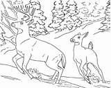 Deer Coloring Pages Printable Kids Color Tailed Print Book Buck Whitetail Realistic Wild sketch template