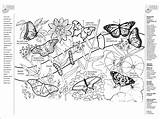 Botany Coloringhome sketch template