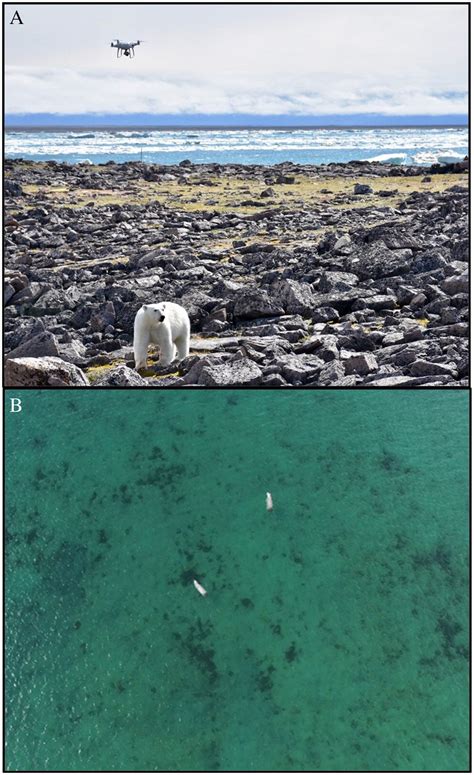 utility  drones  studying polar bear behaviour   canadian arctic opportunities