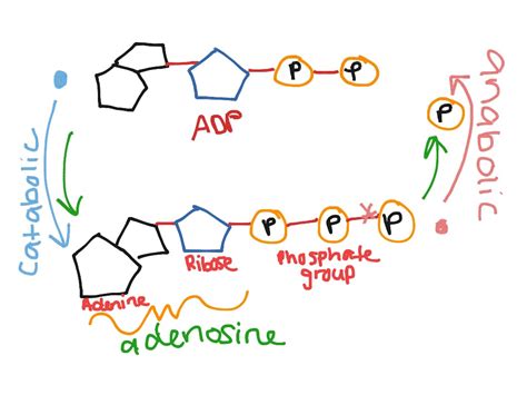 adpatp cycle science showme