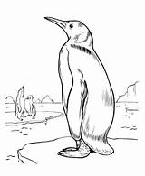 Penguin Coloring Pages Printable Realistic Shades sketch template