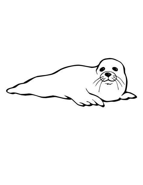 cute seal coloring pages