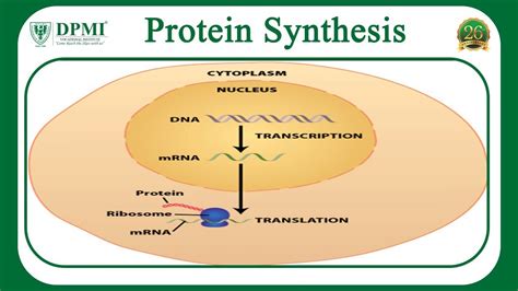 protein synthesiswhat   purpose  protein synthesiswhat