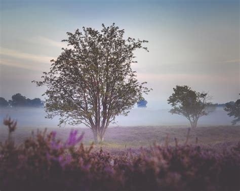 misty morning   heather  blooming hilversum  netherlands oc