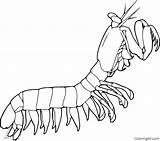 Shrimp Mantis Krill Invertebrates Automatically Pape sketch template