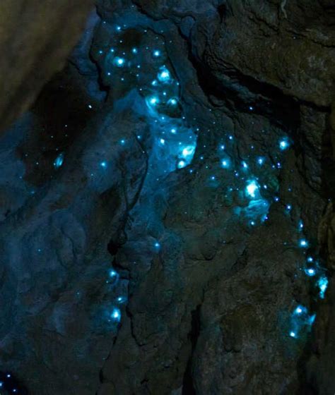 glowworm caves magical places glow worm cave world heritage sites