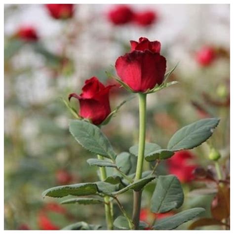 Jual Tanaman Bunga Mawar Jogja Informasi Seputar Tanaman Hias